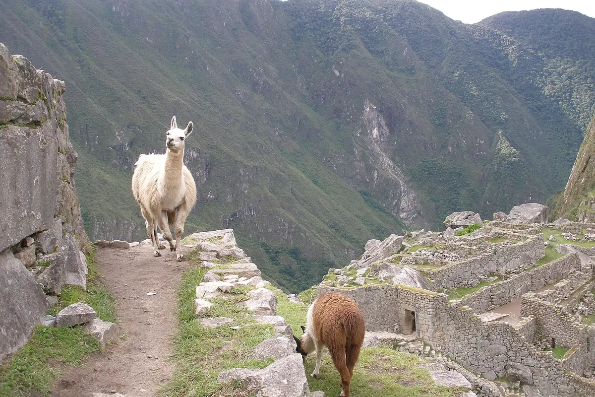 Two llamas on a stone path above the terraces of Machu Picchu, with a deep green valley behind and ruined walls on the right